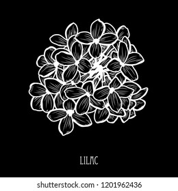 Decorative lilac flowers, design elements. Can be used for cards, invitations, banners, posters, print design. Floral background in line art style