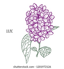 Decorative lilac flowers, design elements. Can be used for cards, invitations, banners, posters, print design. Floral background in line art style
