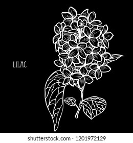 Decorative lilac flowers, design elements. Can be used for cards, invitations, banners, posters, print design. Floral background in line art style