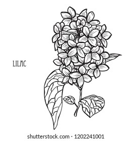 Decorative lilac flowers, design elements. Can be used for cards, invitations, banners, posters, print design. Floral background in line art style
