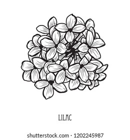 Decorative lilac flowers, design elements. Can be used for cards, invitations, banners, posters, print design. Floral background in line art style