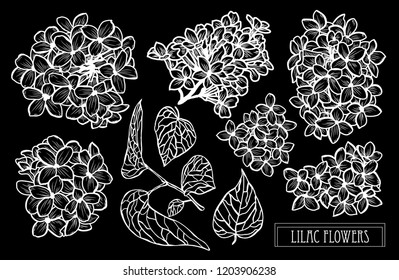 Decorative lilac flowers set, design elements. Can be used for cards, invitations, banners, posters, print design. Floral background in line art style