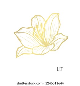Decorative lily flower, design element. Can be used for cards, invitations, banners, posters, print design. Golden flowers