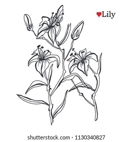 Decorative lily flowers, design elements. Can be used for cards, invitations, banners, posters, print design. Floral background in line art style