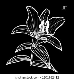 Decorative lily flowers, design elements. Can be used for cards, invitations, banners, posters, print design. Floral background in line art style