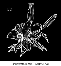 Decorative lily flowers, design elements. Can be used for cards, invitations, banners, posters, print design. Floral background in line art style