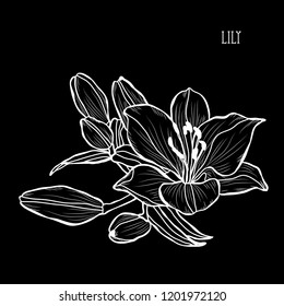 Decorative lily flowers, design elements. Can be used for cards, invitations, banners, posters, print design. Floral background in line art style