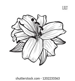 Decorative lily flowers, design elements. Can be used for cards, invitations, banners, posters, print design. Floral background in line art style
