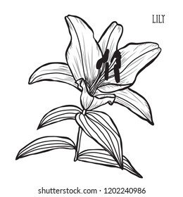 Decorative lily flowers, design elements. Can be used for cards, invitations, banners, posters, print design. Floral background in line art style