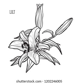 Decorative lily flowers, design elements. Can be used for cards, invitations, banners, posters, print design. Floral background in line art style