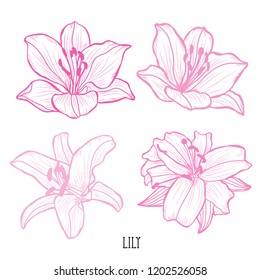 Decorative lily flowers set, design elements. Can be used for cards, invitations, banners, posters, print design. Floral background in line art style