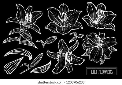 Decorative lily flowers set, design elements. Can be used for cards, invitations, banners, posters, print design. Floral background in line art style