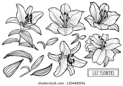 Decorative lily flowers set, design elements. Can be used for cards, invitations, banners, posters, print design. Floral background in line art style