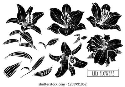 Decorative lily flowers set, design elements. Can be used for cards, invitations, banners, posters, print design. Floral background in line art style