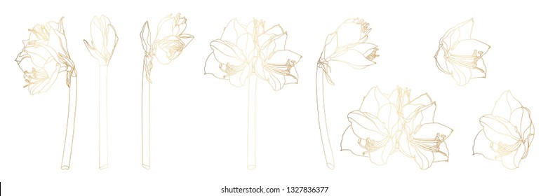 Decorative line golden clivia amaryllis branch flowers set, design elements. Can be used for cards, invitations, banners, posters, print design. Floral background in line art style.