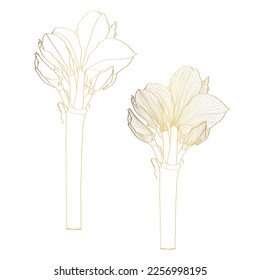 Decorative line golden clivia amaryllis branch flowers set, design elements. Can be used for cards, invitations, banners, posters, print design. Floral background in line art style.
