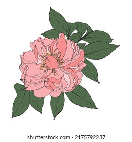 Decorative line and simple colored peony flowers, design elements. Can be used for cards, invitations, banners, posters, print design. Golden floral background in line art style.