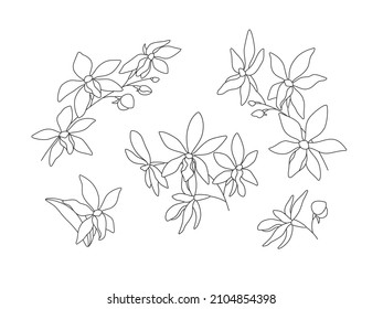 Decorative linear frames with orchid flowers (Darwinara) on a white background. Set of simple elegant frames for your design. Vector line art illustration.