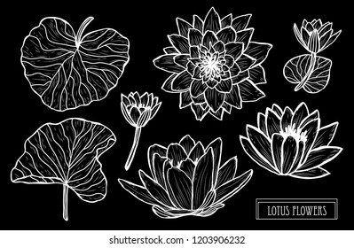 Decorative lotus  flowers set, design elements. Can be used for cards, invitations, banners, posters, print design. Floral background in line art style