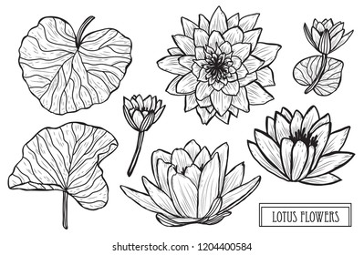 Decorative lotus  flowers set, design elements. Can be used for cards, invitations, banners, posters, print design. Floral background in line art style