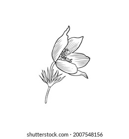 Decorative Lumbago meadow vector hand drawn ink illustration isolated on white, line art Pulsatilla flower doodle sketch, Pasque anemone botanical black for design herbal tea, cosmetic, medicine