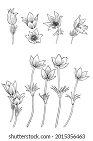 Decorative Lumbago meadow vector hand drawn ink illustration isolated on white, line art Pulsatilla flower doodle sketch set, Pasque anemone botanical black for design herbal tea, cosmetic, medicine
