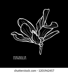Decorative magnolia flowers, design elements. Can be used for cards, invitations, banners, posters, print design. Floral background in line art style