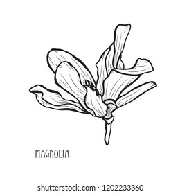 Decorative magnolia flowers, design elements. Can be used for cards, invitations, banners, posters, print design. Floral background in line art style