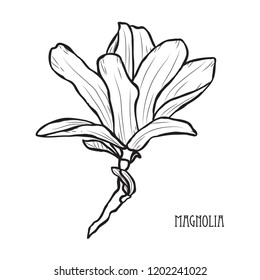 Decorative magnolia flowers, design elements. Can be used for cards, invitations, banners, posters, print design. Floral background in line art style