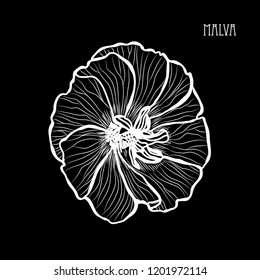 Decorative malva  flower, design element. Can be used for cards, invitations, banners, posters, print design. Floral background in line art style