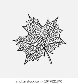 Decorative maple leaf. Hand drawn  vector illustration. Eps10