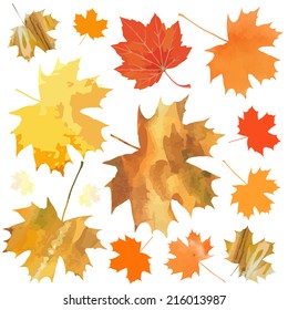decorative maple leaves isolated on white background. vector illustration 