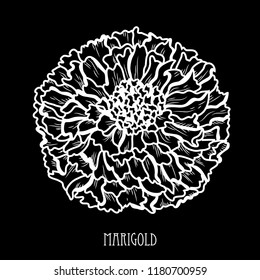 Decorative marigold flower, design element. Can be used for cards, invitations, banners, posters, print design. Floral background in line art style
