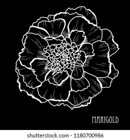 Decorative marigold flower, design element. Can be used for cards, invitations, banners, posters, print design. Floral background in line art style