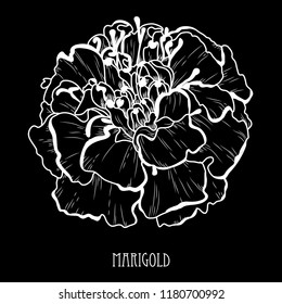 Decorative marigold flower, design element. Can be used for cards, invitations, banners, posters, print design. Floral background in line art style