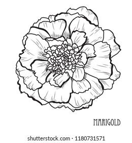 Decorative marigold flower, design element. Can be used for cards, invitations, banners, posters, print design. Floral background in line art style