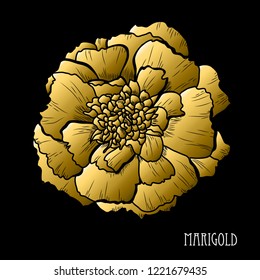 Decorative marigold flower, design element. Can be used for cards, invitations, banners, posters, print design. Golden flowers