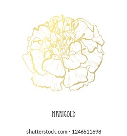 Decorative  marigold flower, design element. Can be used for cards, invitations, banners, posters, print design. Golden flowers