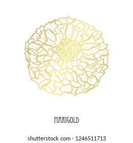 Decorative  marigold flower, design element. Can be used for cards, invitations, banners, posters, print design. Golden flowers