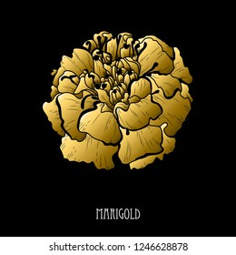 Decorative  marigold flower, design element. Can be used for cards, invitations, banners, posters, print design. Golden flowers