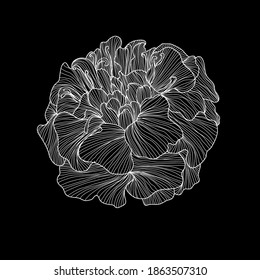 Decorative marigold flower, design element. Can be used for cards, invitations, banners, posters, print design. Floral background in line art style