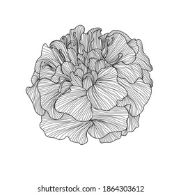 Decorative marigold flower, design element. Can be used for cards, invitations, banners, posters, print design. Floral background in line art style