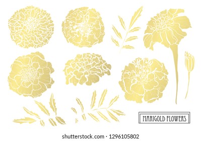 Decorative marigold flowers, design elements. Can be used for cards, invitations, banners, posters, print design. Golden flowers