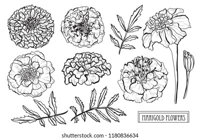 Decorative  marigold flowers set, design elements. Can be used for cards, invitations, banners, posters, print design. Floral background in line art style