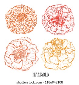 Decorative marigold flowers set, design elements. Can be used for cards, invitations, banners, posters, print design. Floral background in line art style