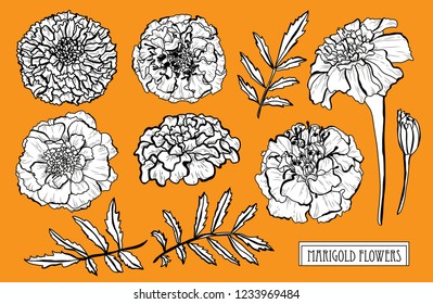 Decorative marigold flowers set, design elements. Can be used for cards, invitations, banners, posters, print design. Floral background in line art style