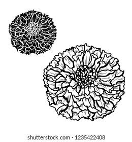 Decorative marigold flowers set, design elements. Can be used for cards, invitations, banners, posters, print design. Floral background in line art style