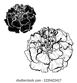 Decorative marigold flowers set, design elements. Can be used for cards, invitations, banners, posters, print design. Floral background in line art style