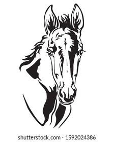 Decorative monochrome contour portrait of pretty foal, vector illustration in black color isolated on white background. Image for logo, design and tattoo. 