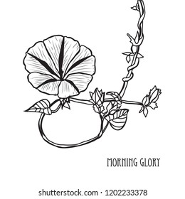 Decorative morning glory flowers, design elements. Can be used for cards, invitations, banners, posters, print design. Floral background in line art style